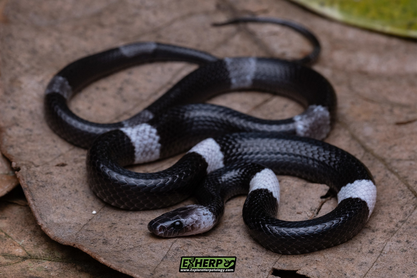 Malayan banded wolf snake (Lycodon subcinctus).