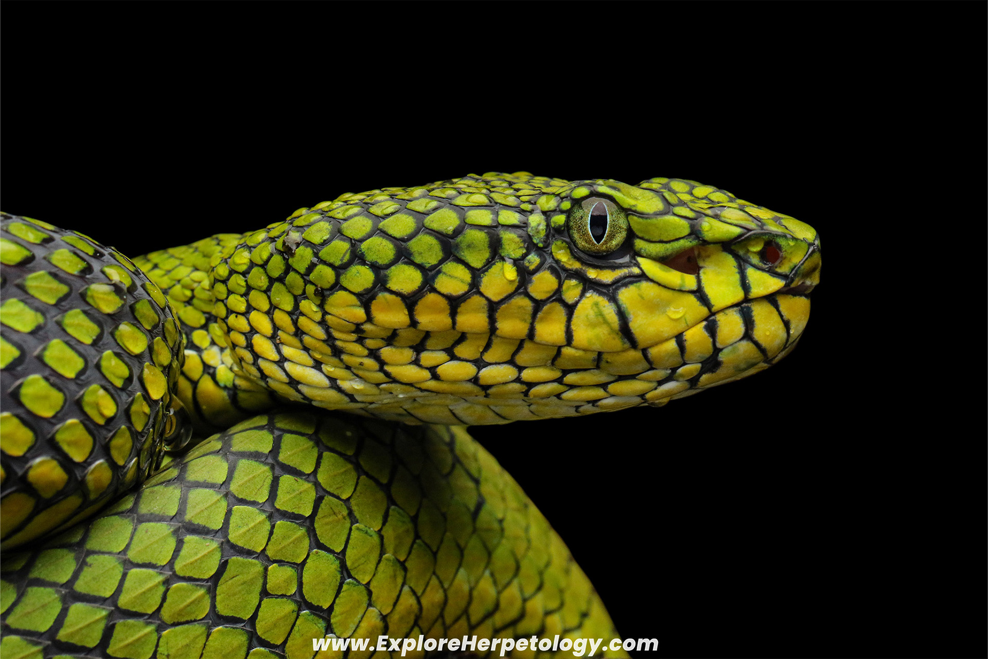 Adult female Nias pit viper (Trimeresurus calamitas).