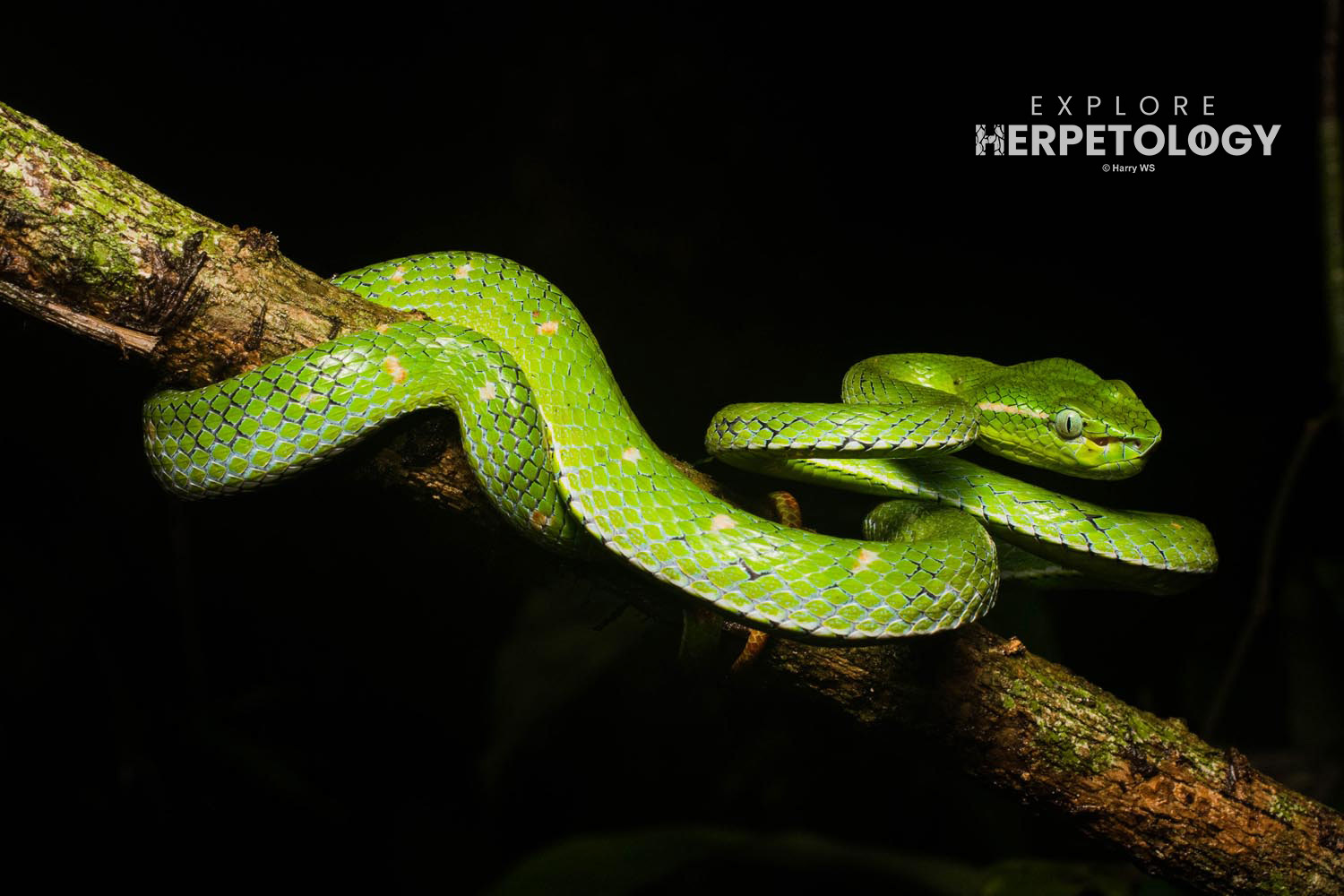 Hagen's pit-viper (Trimeresurus hageni)