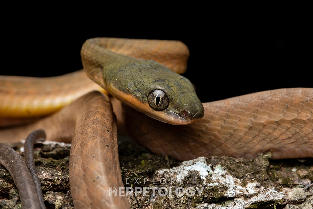 Dark-headed cat snake (Boiga nigriceps).