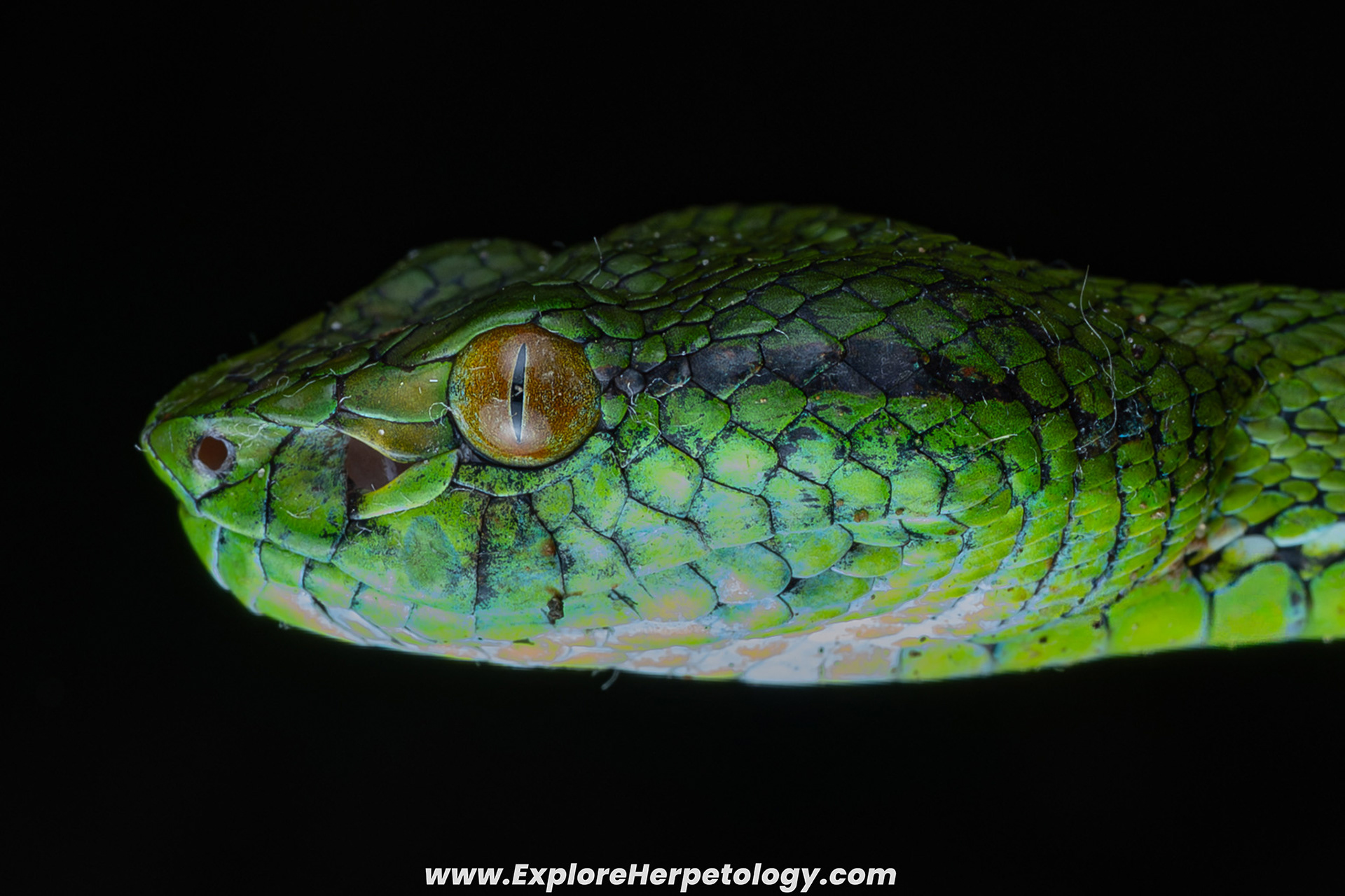 Adult male Siberut pit viper (Trimeresurus whitteni).
