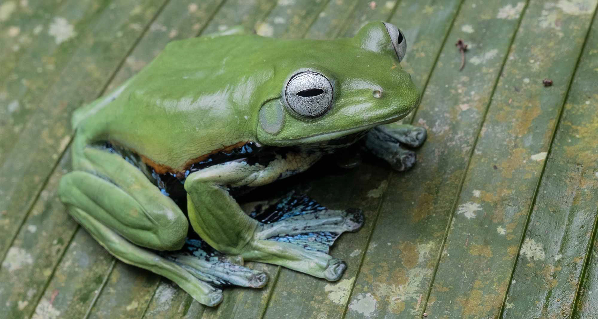 Norhayati's flying frog (Rhacophorus norhayatii)