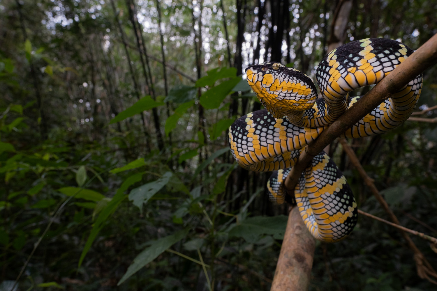 Adult female Wagler's pit viper (Tropidolaemus wagleri).