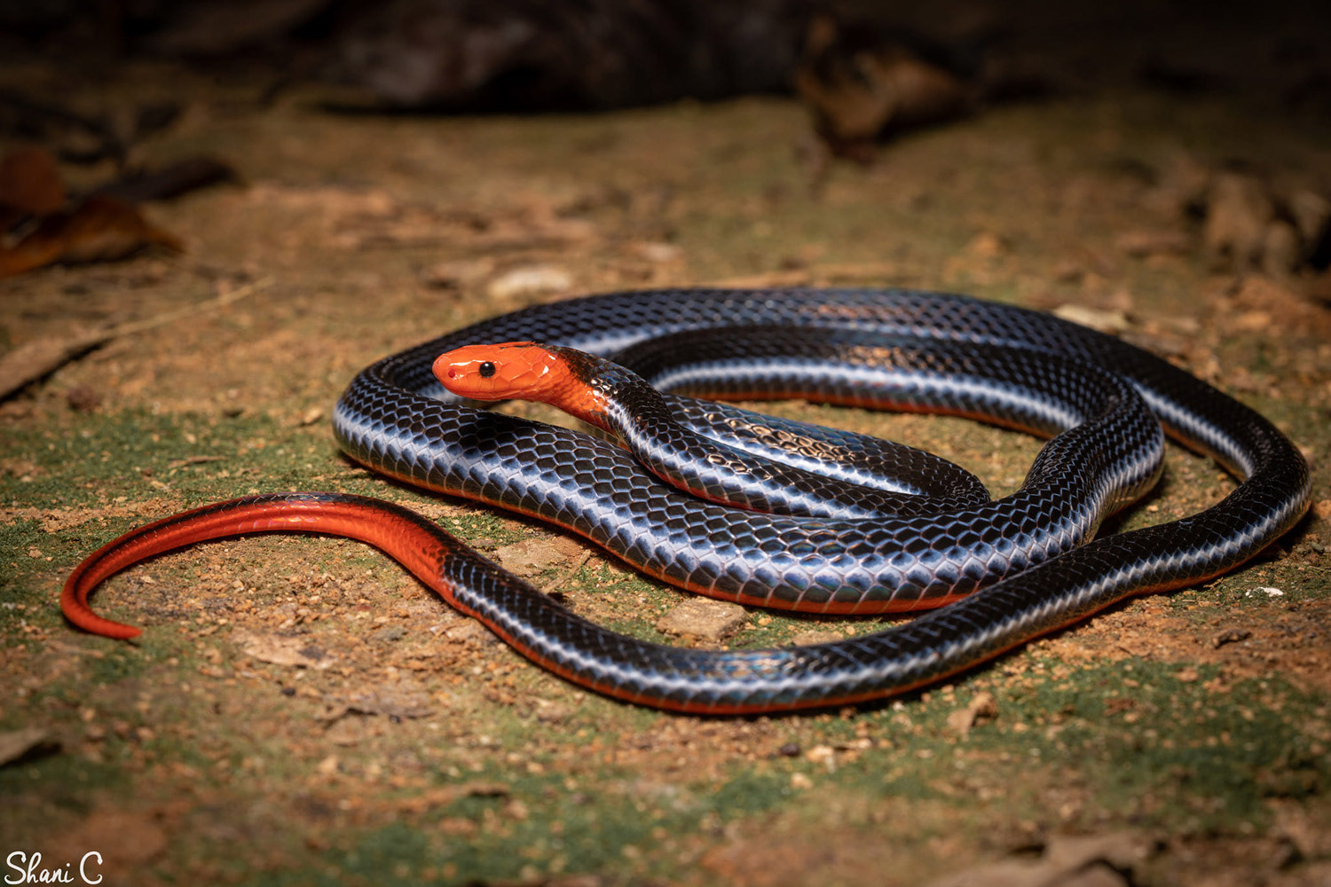 Malaysian blue coral snake (Calliophis bivirgata).