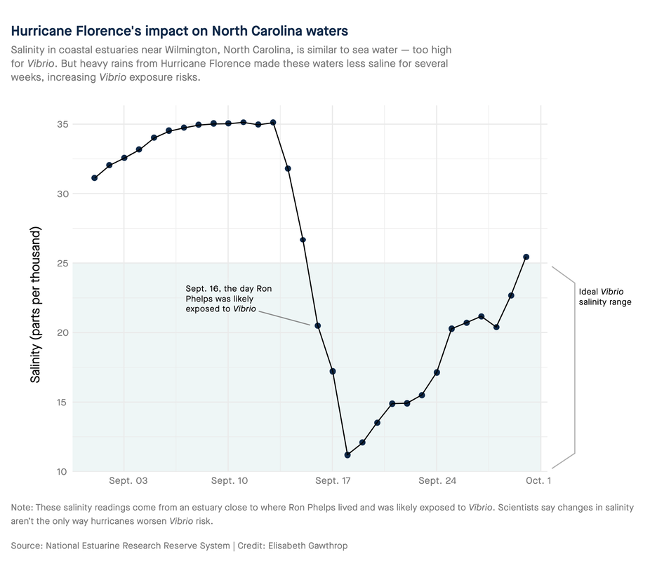 In coastal areas adjacent to the open ocean, salinity is often too high for Vibrio bacteria. This graphic illustrates how heavy rain from hurricanes can change salinity conditions for weeks following a storm, introducing risk to Vibrio in places that don't usually have it.