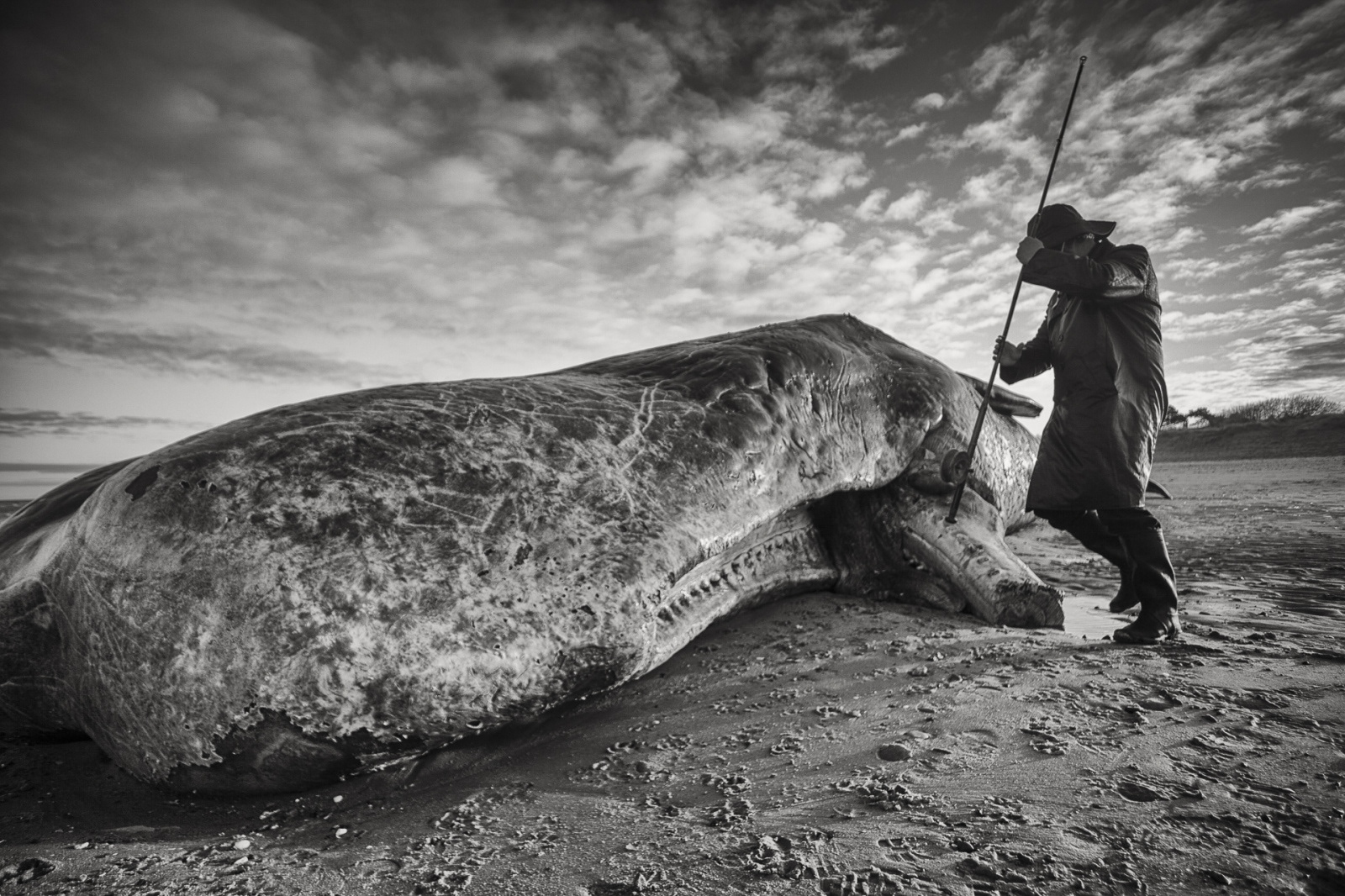 A member of the public poses in old fisherman's gear with a Sperm whale bull found stranded on the beach.A 40-foot-long Sperm whale bull was washed up on the beach at Old Hunstanton, in Norfolk, probably due to the fact that there are no squid to sustain this type of whale in the North sea. UK. 26th December 2011