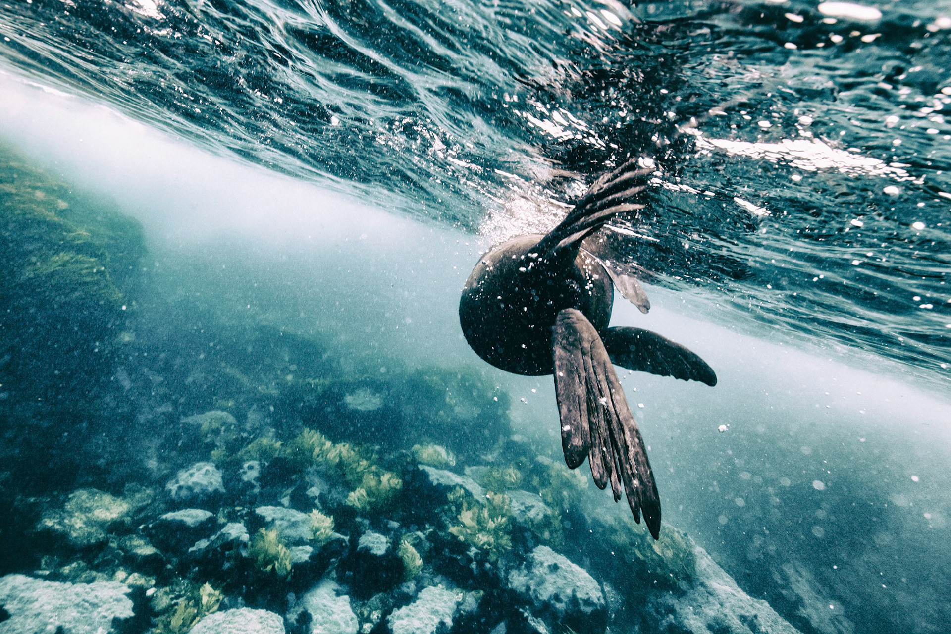 Pirouette: A juvenile male fur seal dives in at the Barunbuga Island Nature Reserve in New South Wales, Australia.