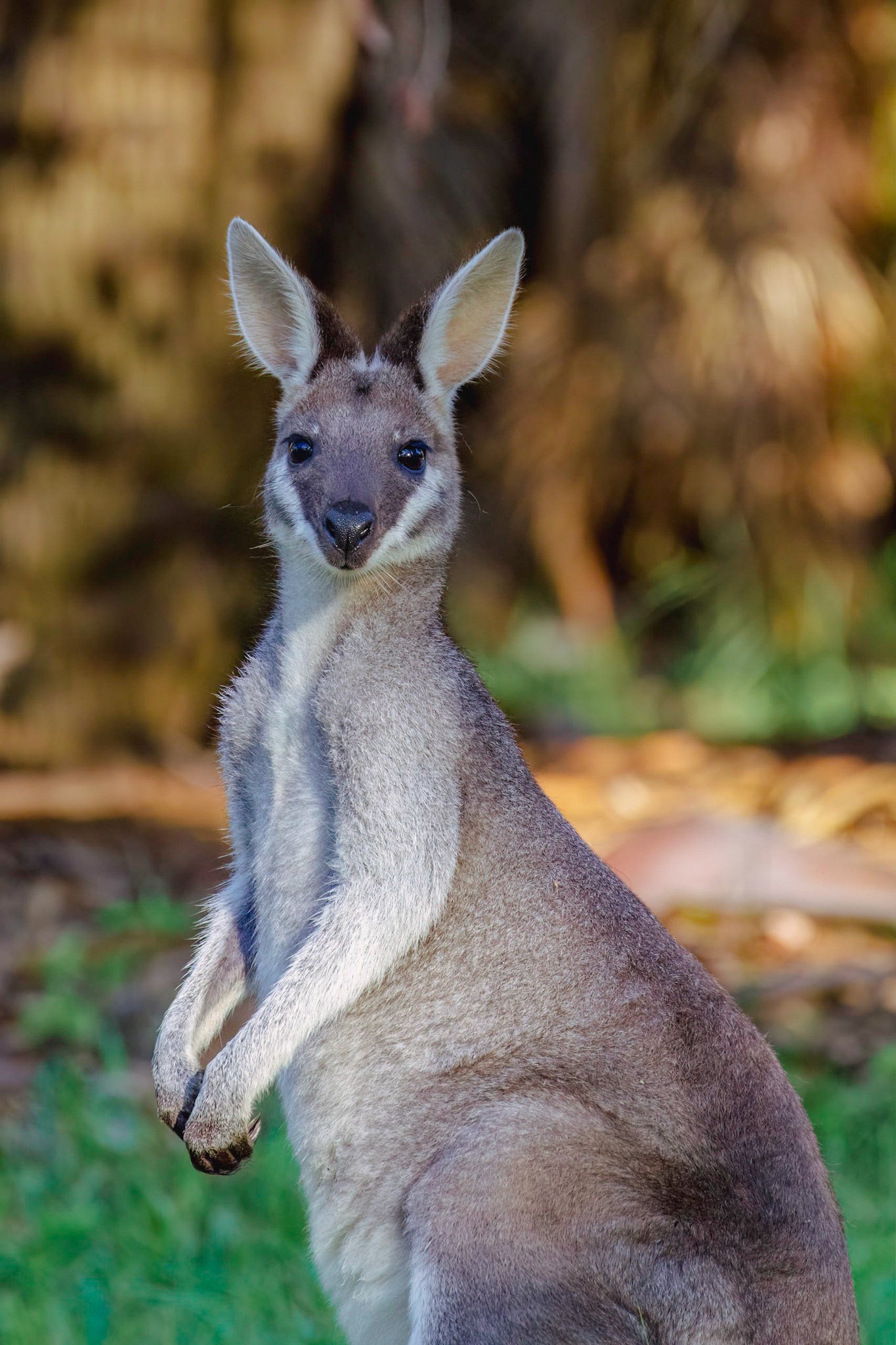 Whiptail or Pretty-Faced Wallaby