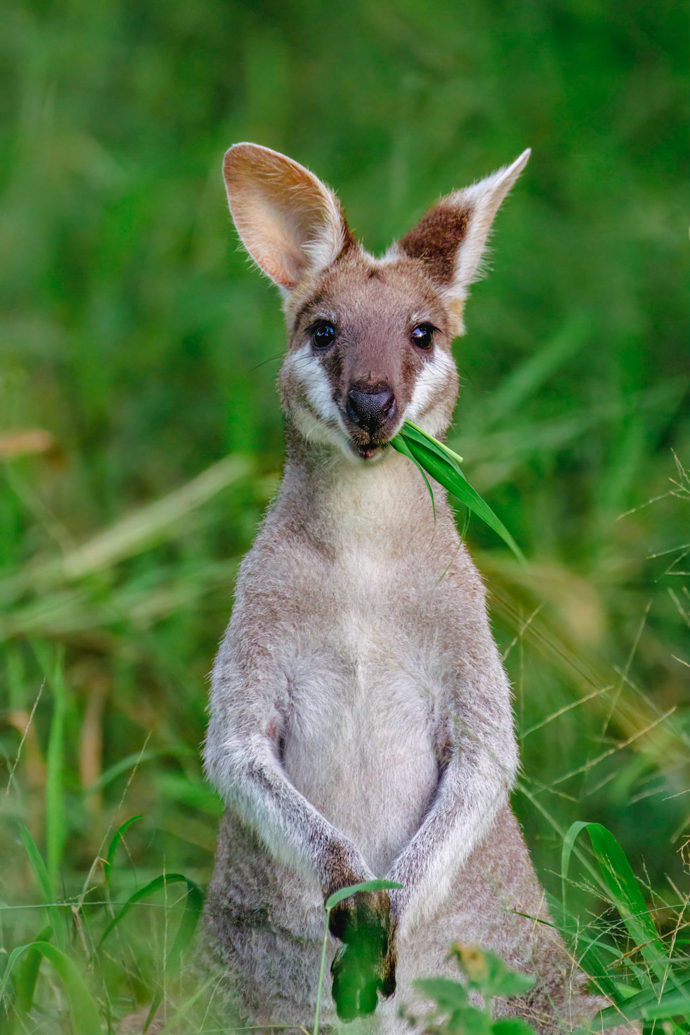 Whiptail or Pretty-Faced Wallaby