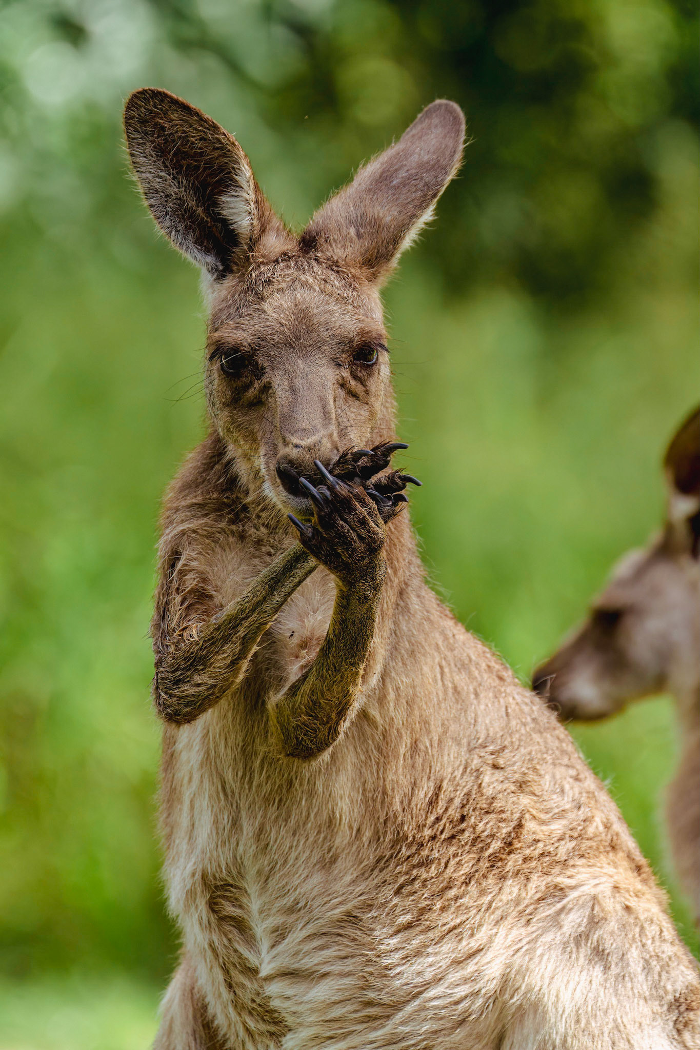 The eastern grey kangaroo (Macropus giganteus) is a marsupial found in the eastern third of Australia, with a population of several million. It is also known as the great grey kangaroo and the forester kangaroo.