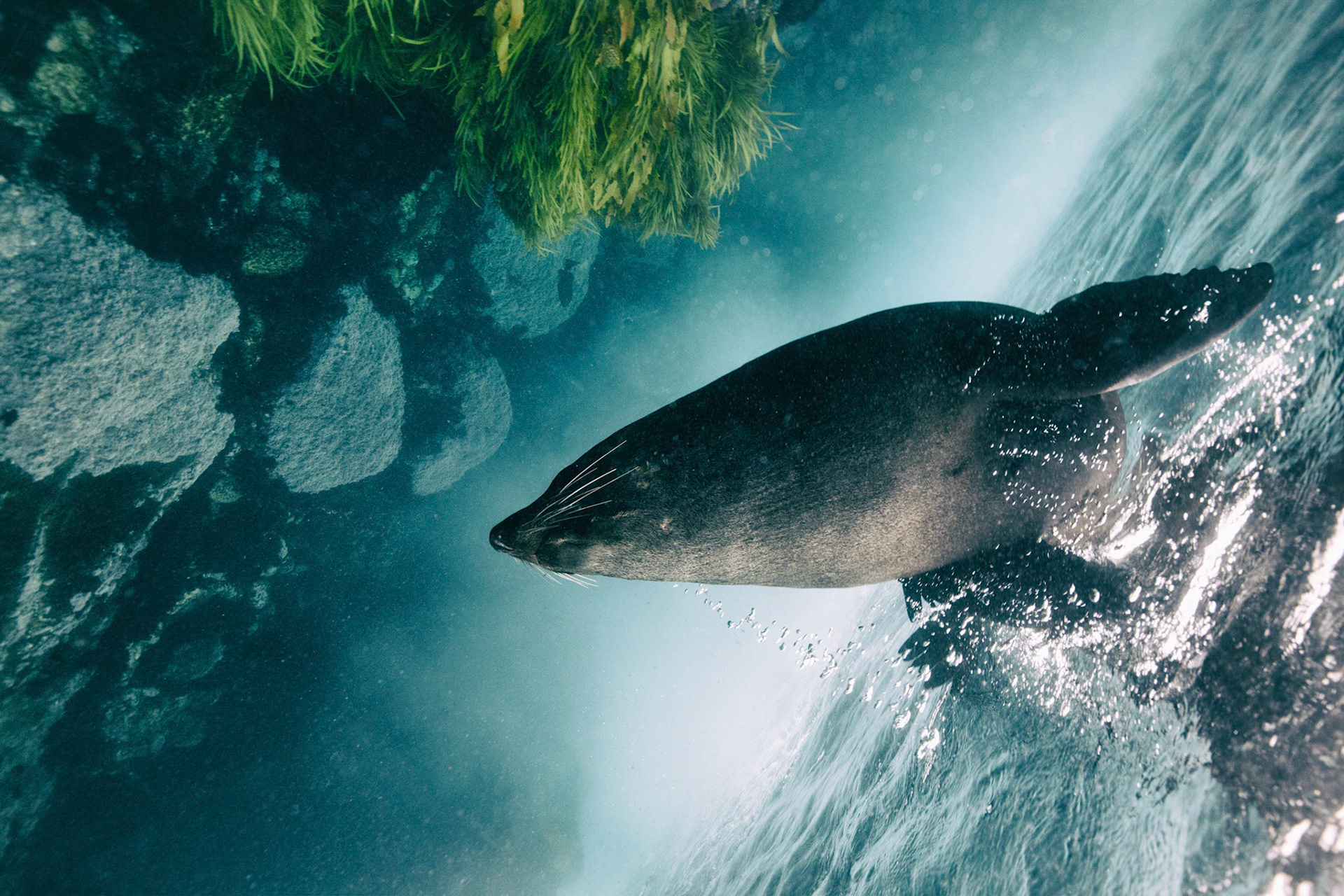 Underwater Breach: A large adult male fur seal dives in upside down in at the Barunbuga Island Nature Reserve in New South Wales, Australia.