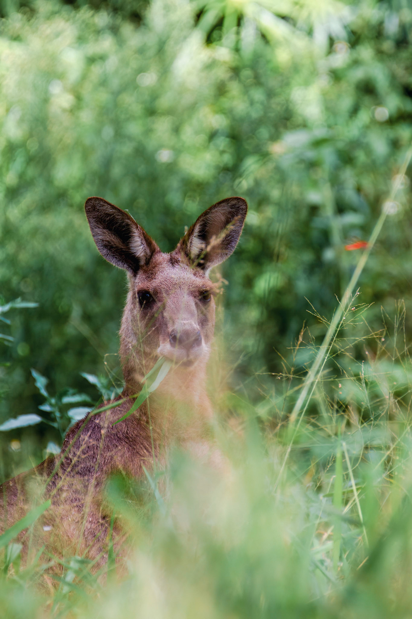 The eastern grey kangaroo (Macropus giganteus) is a marsupial found in the eastern third of Australia, with a population of several million. It is also known as the great grey kangaroo and the forester kangaroo.