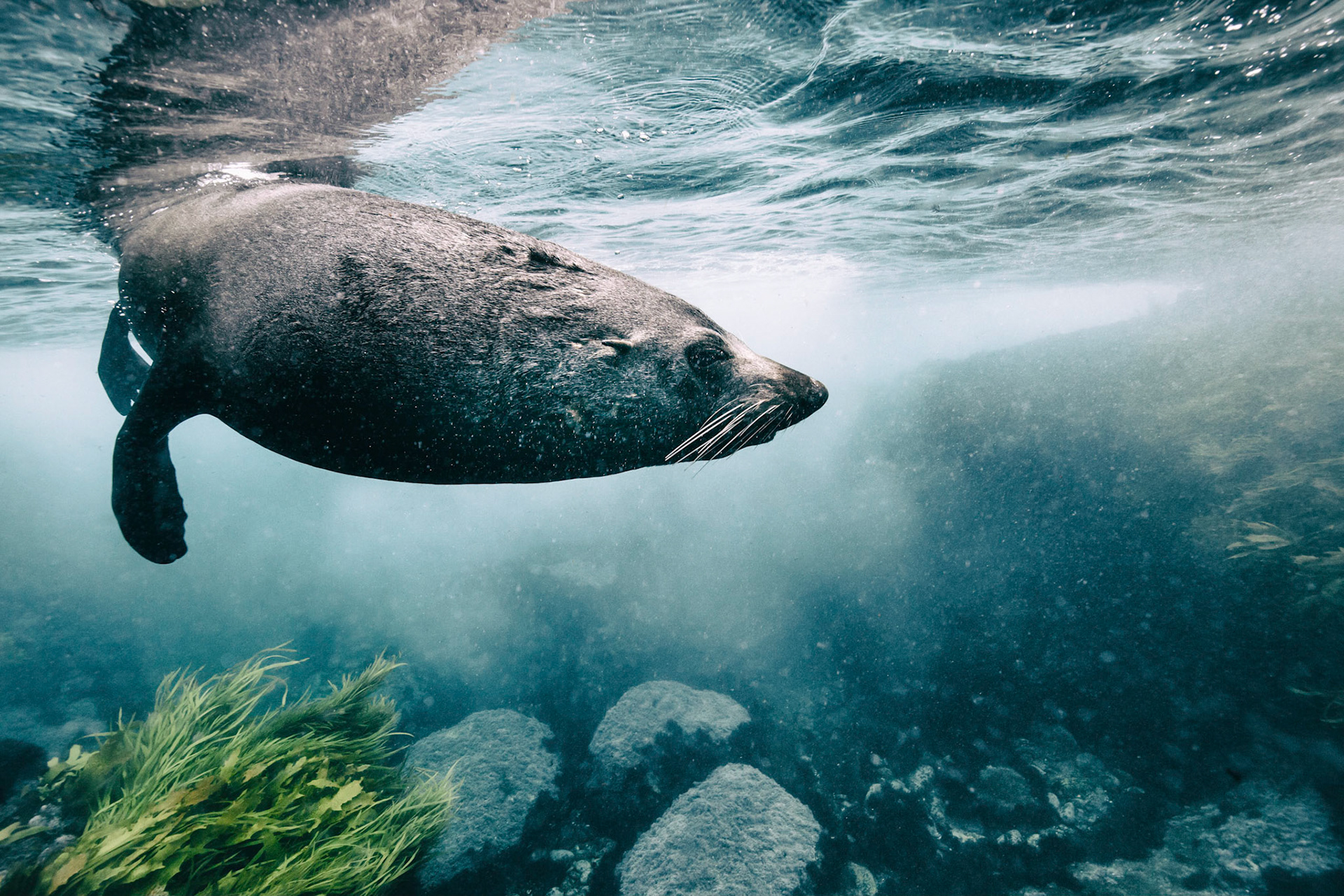 A Watery Domain: A large adult male fur seal dives in at the Barunbuga Island Nature Reserve in New South Wales, Australia.