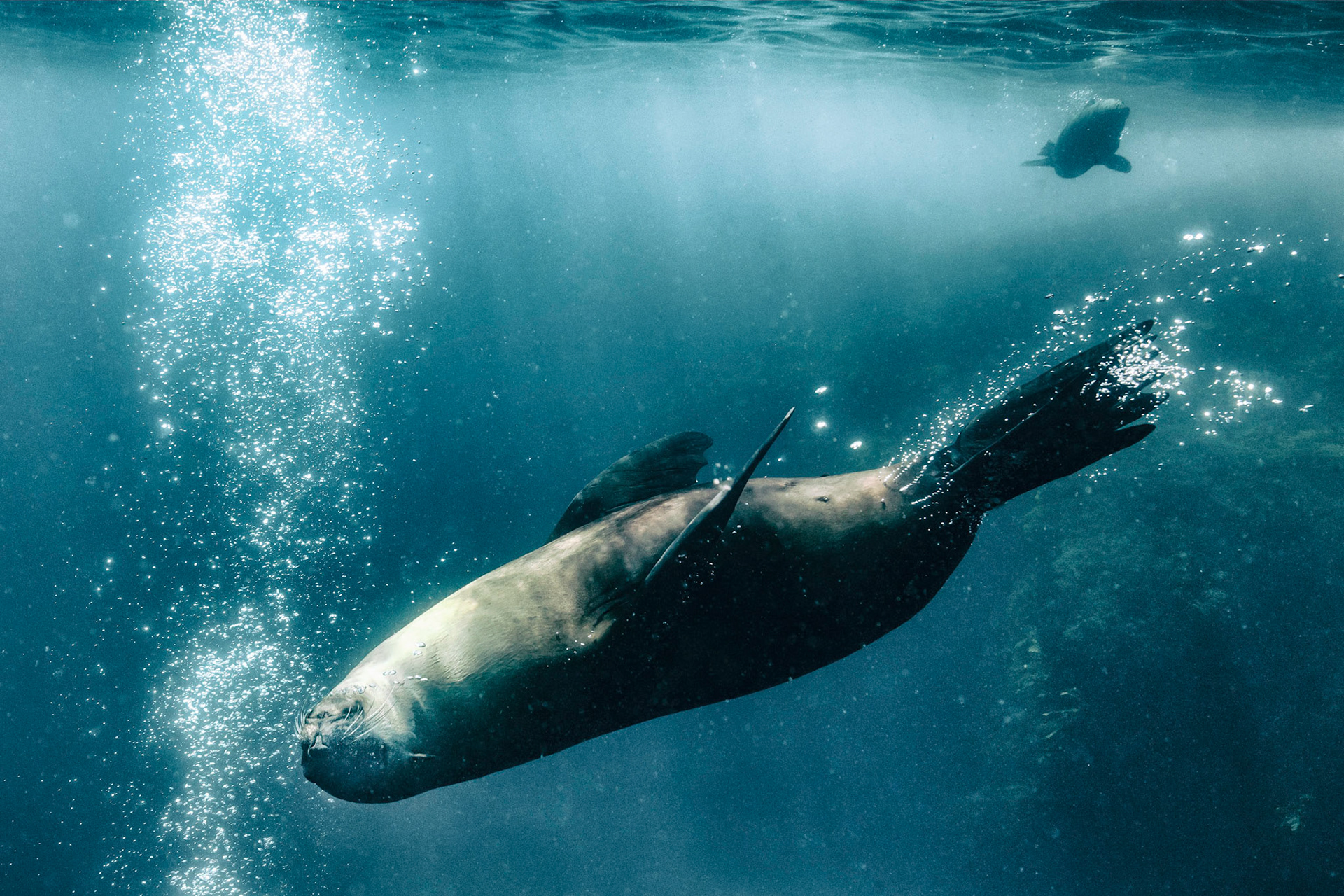 Upside Down: A group of juvenile male fur seals performs underwater acrobatics in in the Barunbuga Island Nature Reserve in New South Wales, Australia.