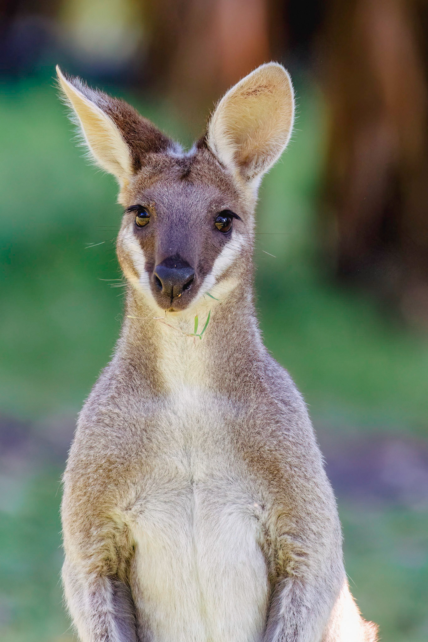 Whiptail or Pretty-Faced Wallaby