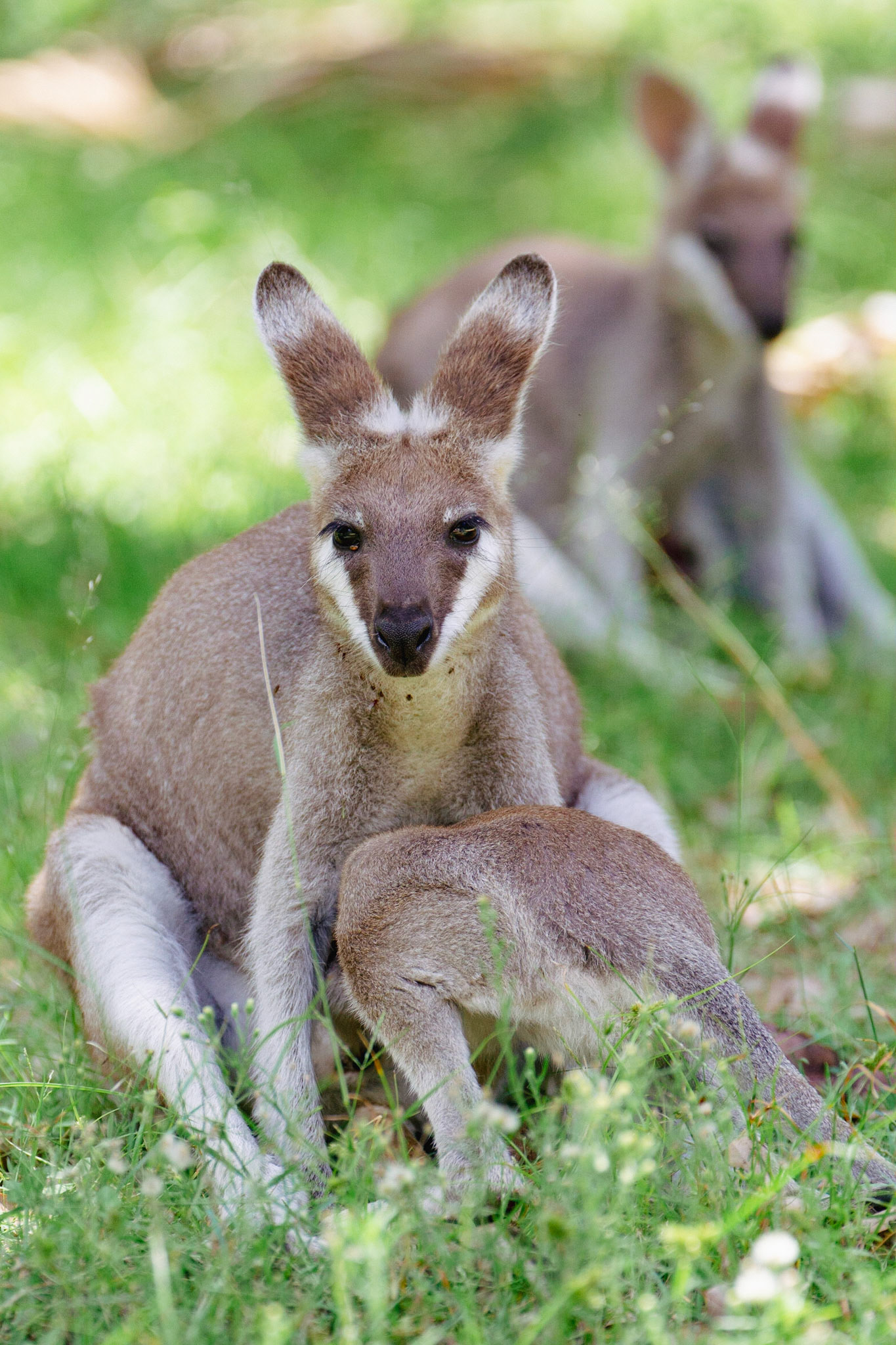 Whiptail or Pretty-Faced Wallabies