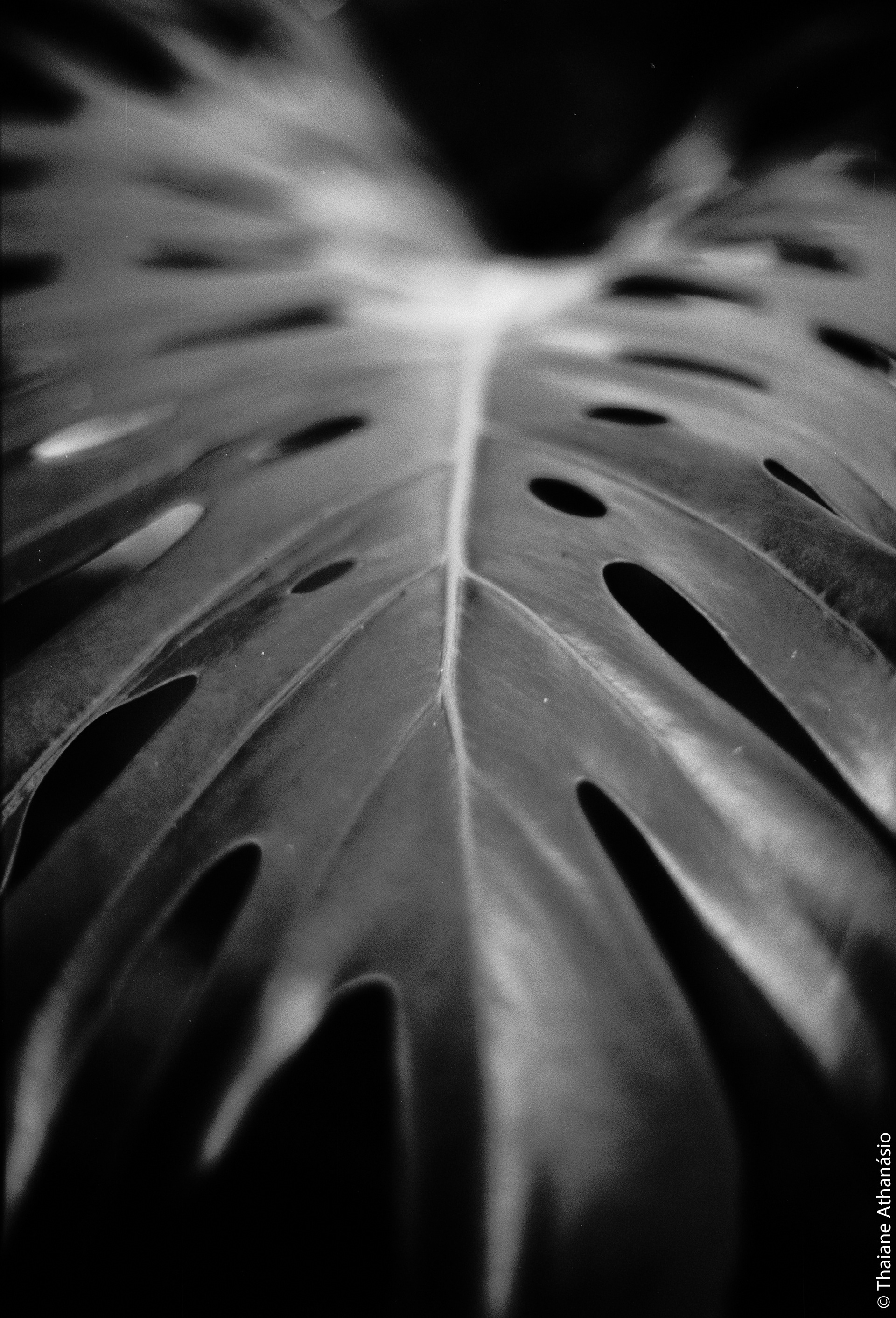 Filme: Agfa Cinerex 50