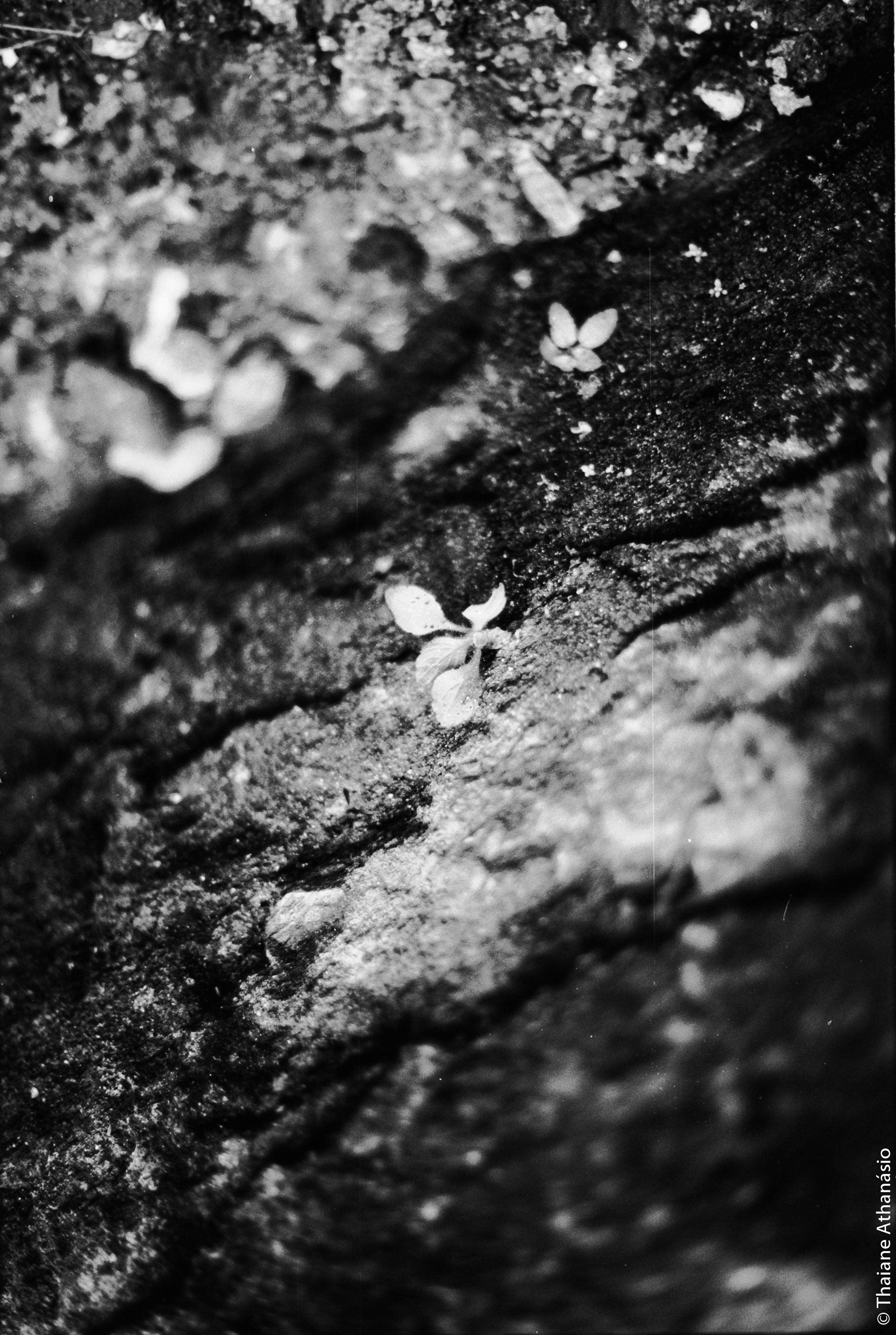 Filme: Agfa Cinerex 50