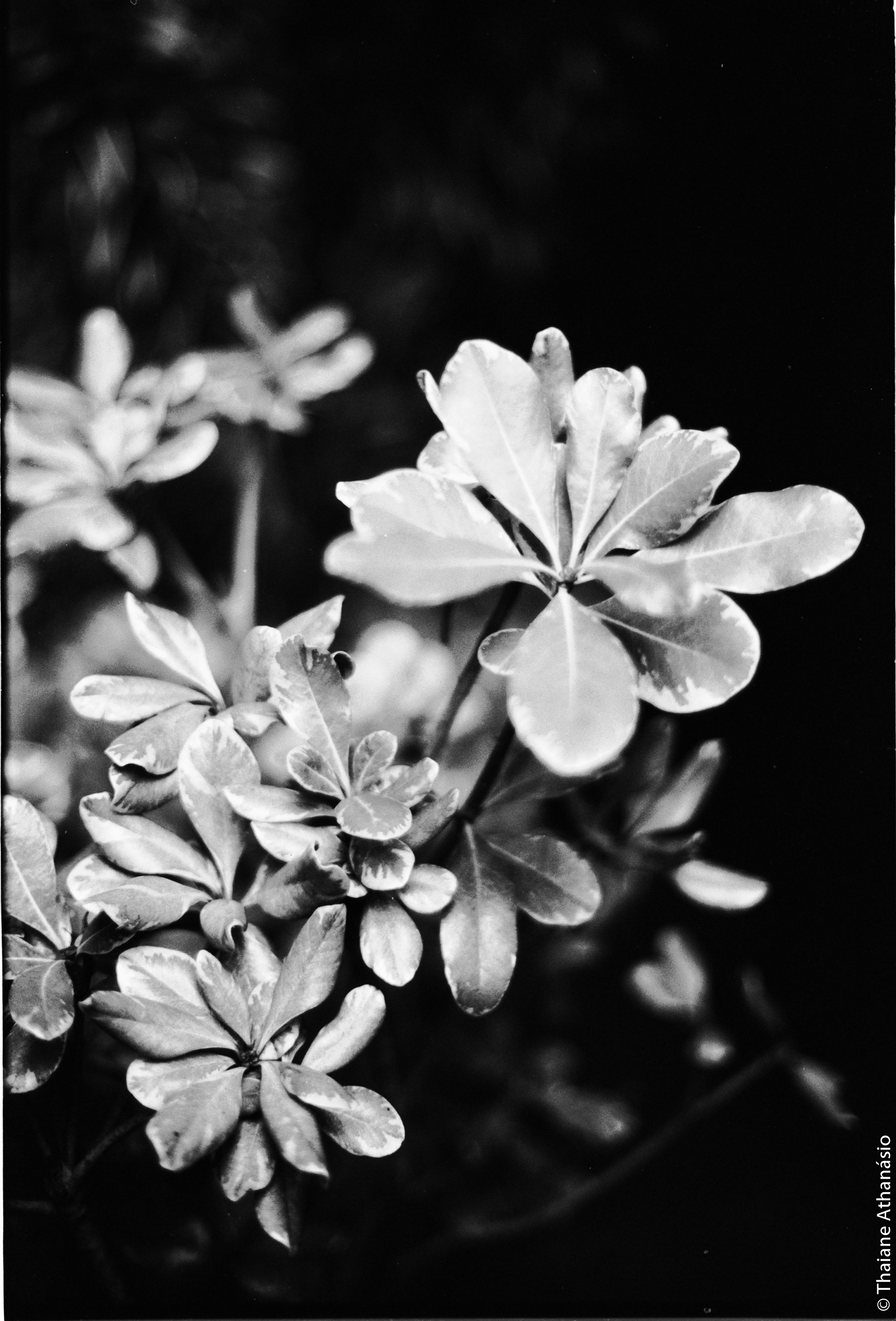 Filme: Agfa Cinerex 50