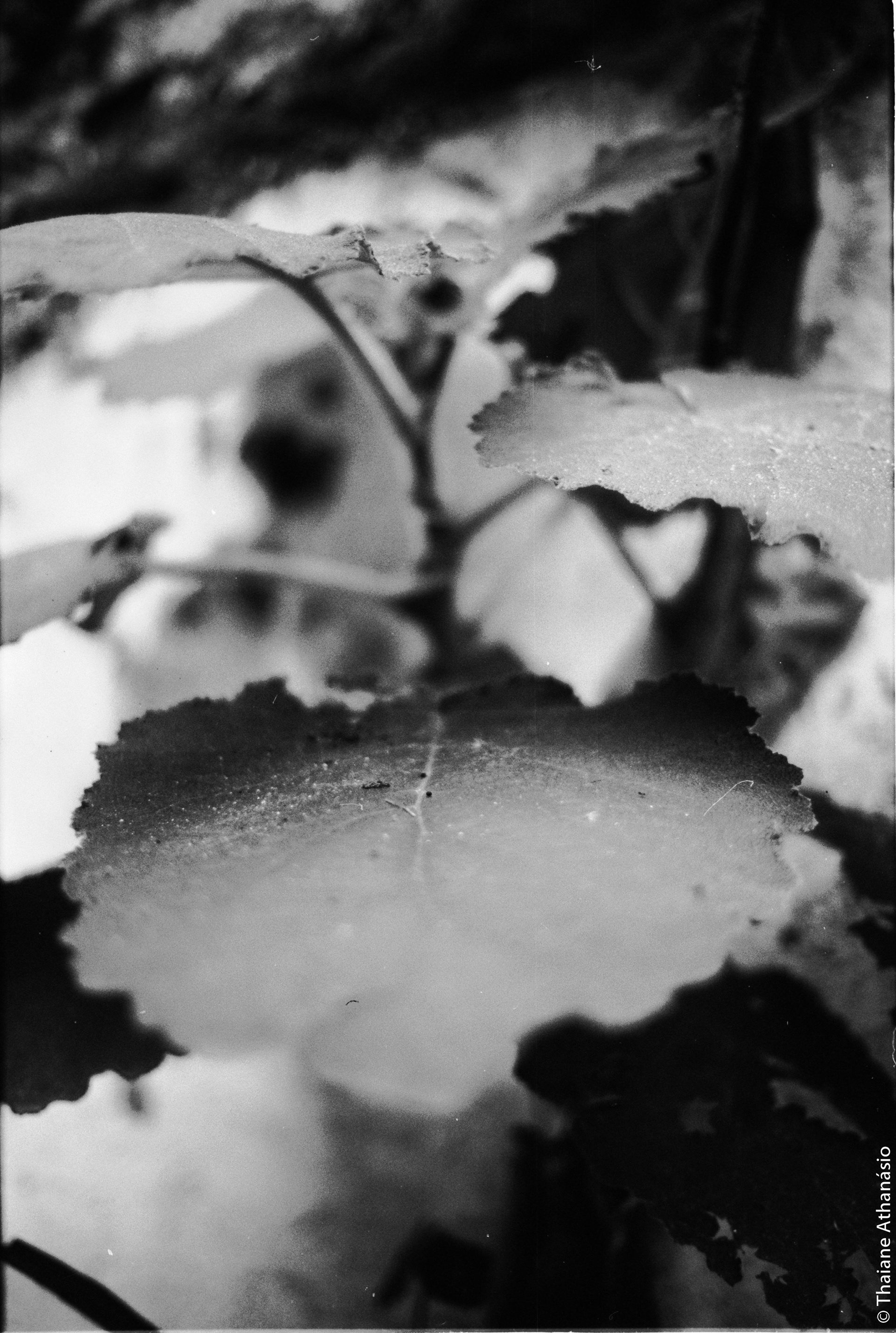 Filme: Agfa Cinerex 50