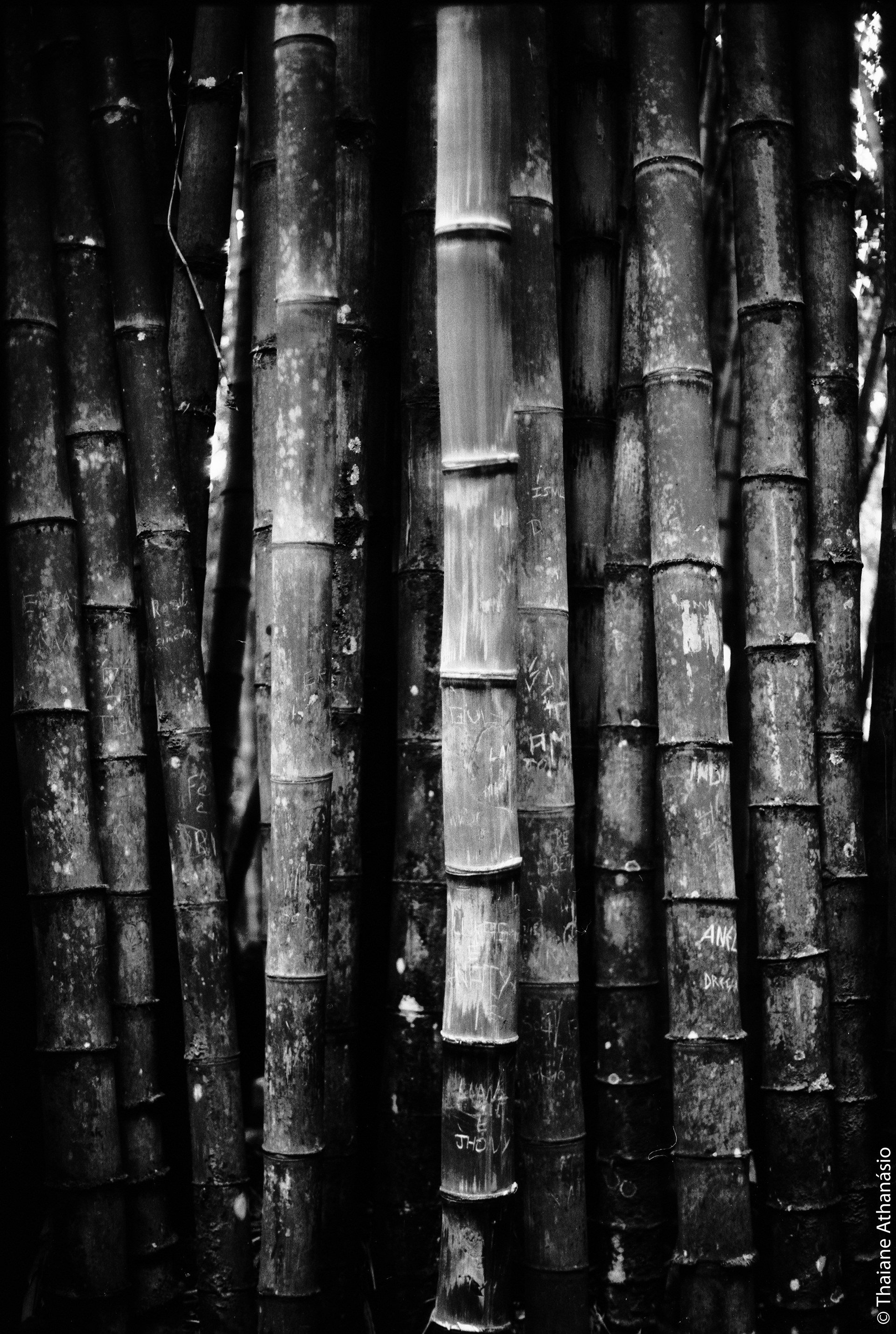 Filme: Agfa Cinerex 50