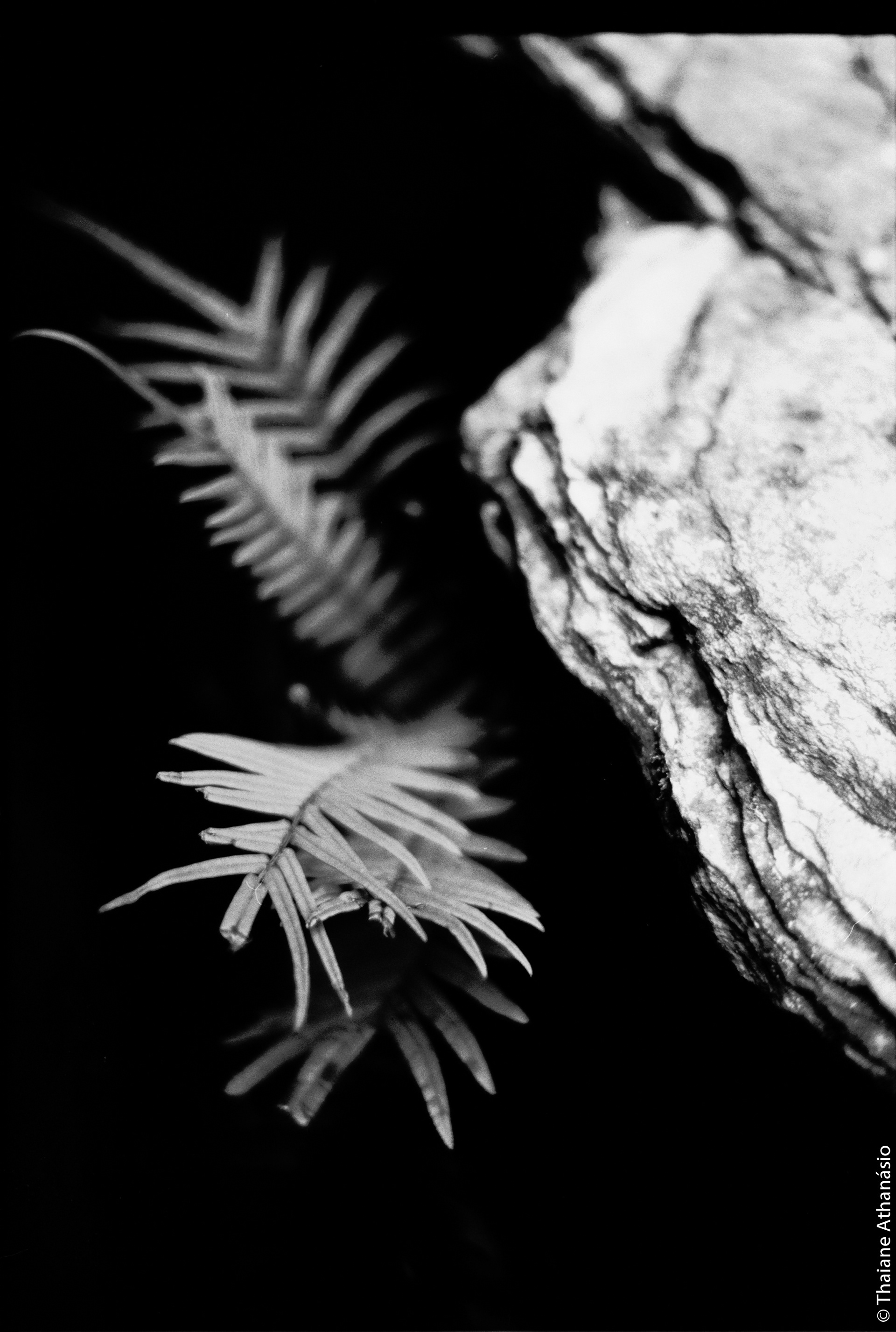 Filme: Agfa Cinerex 50