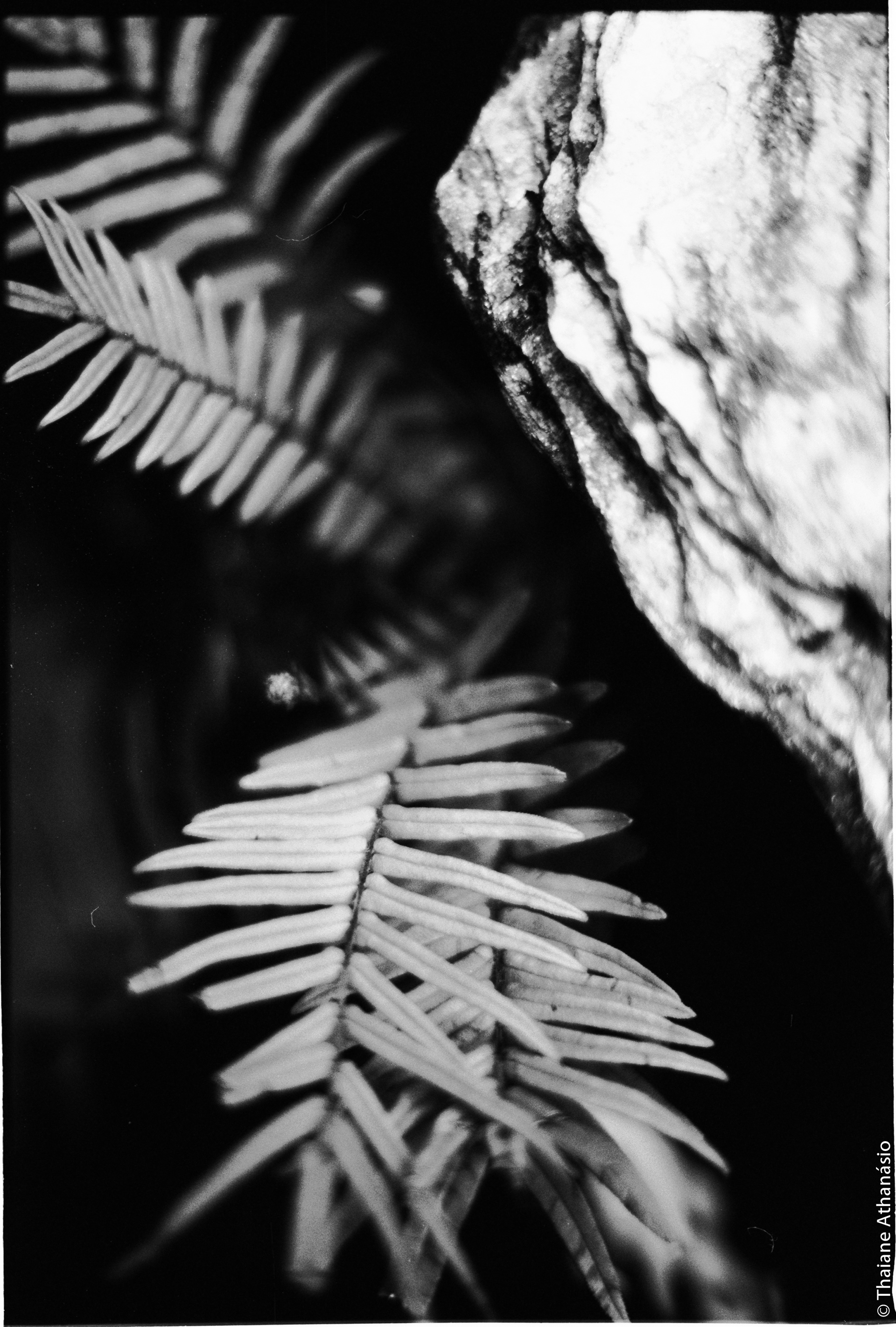 Filme: Agfa Cinerex 50