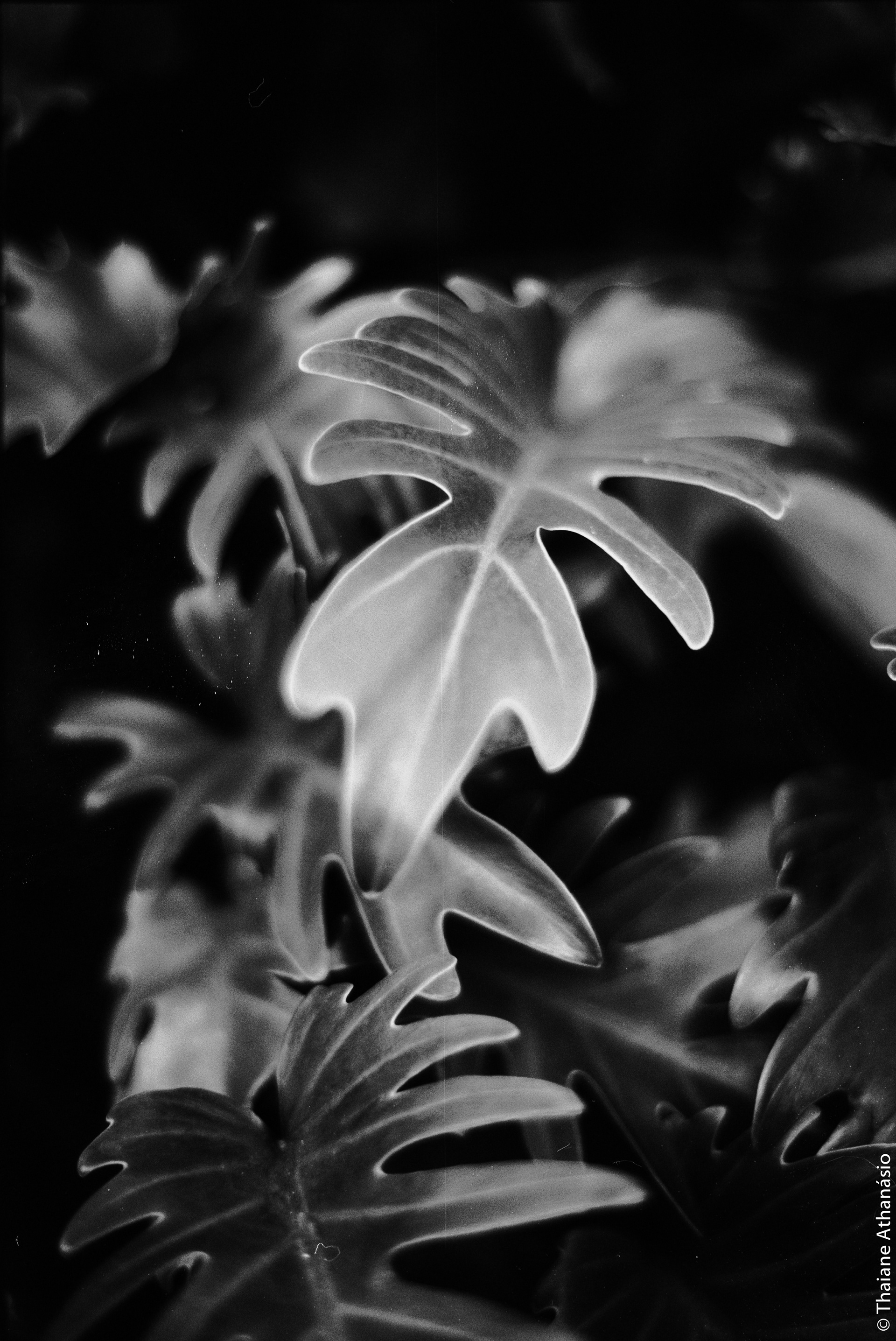 Filme: Agfa Cinerex 50