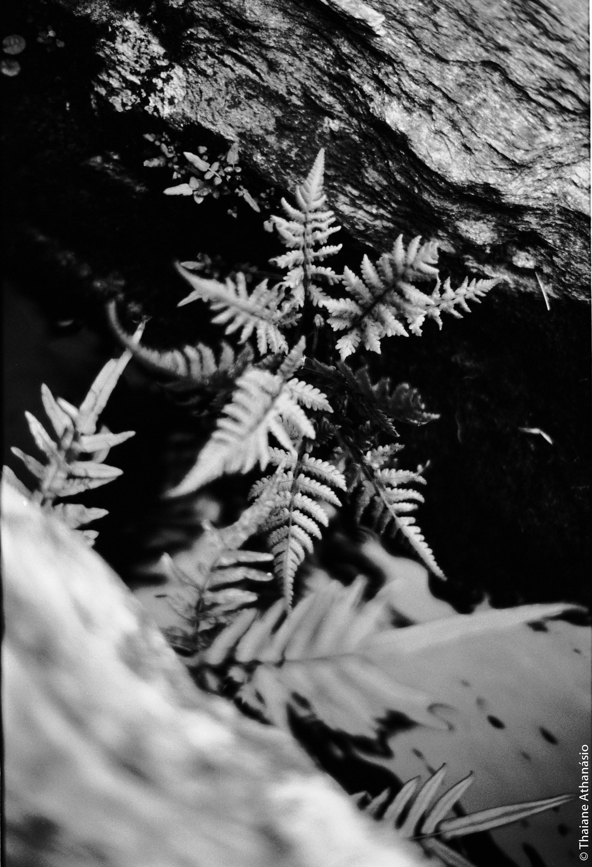 Filme: Agfa Cinerex 50