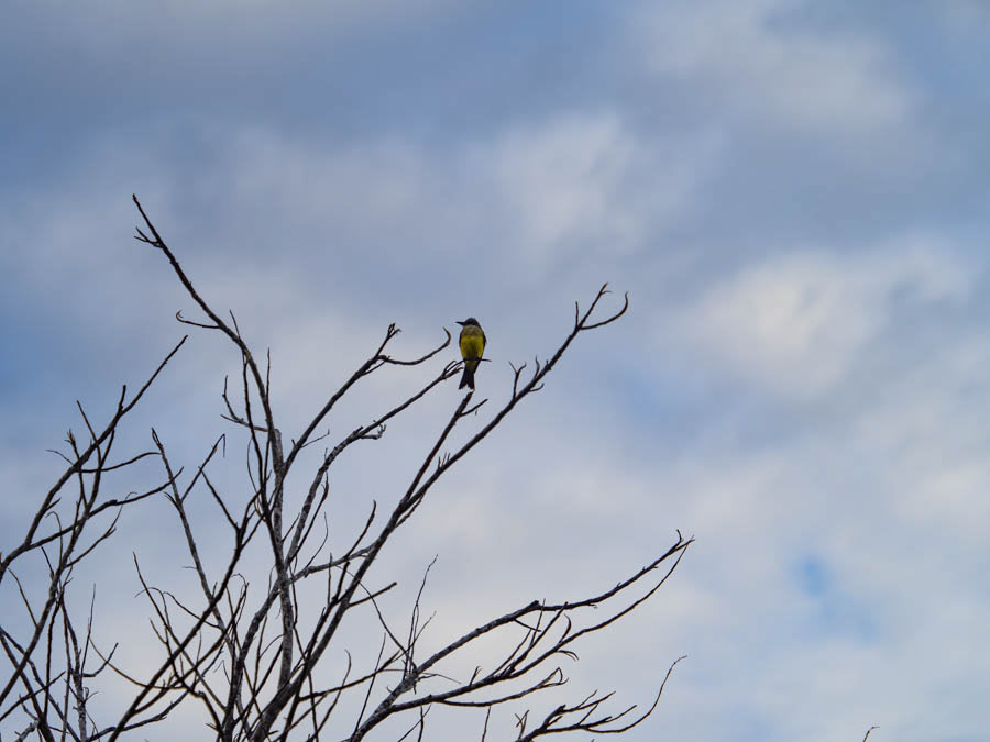 White-Throated King Bird