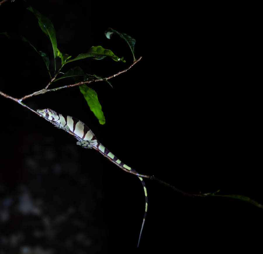 Iguana
