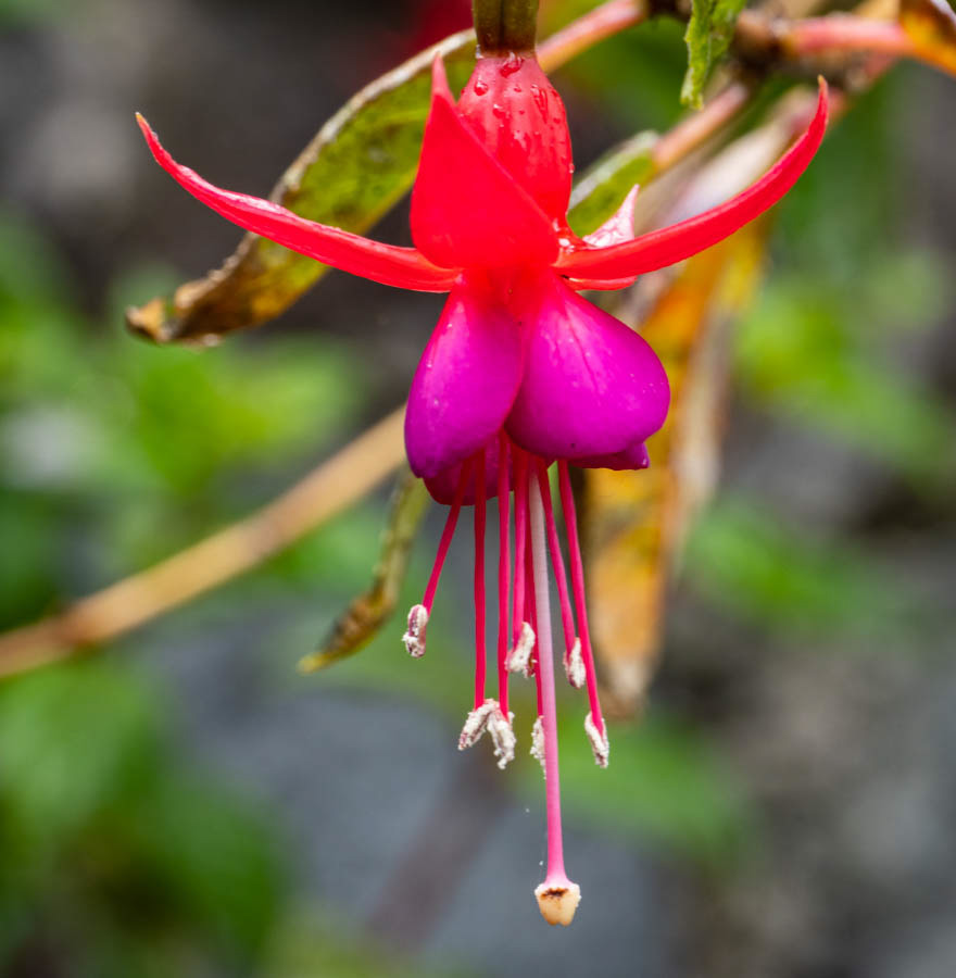 Hardy Fuchsia