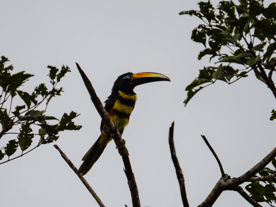 Fiery-Billed Toucan
