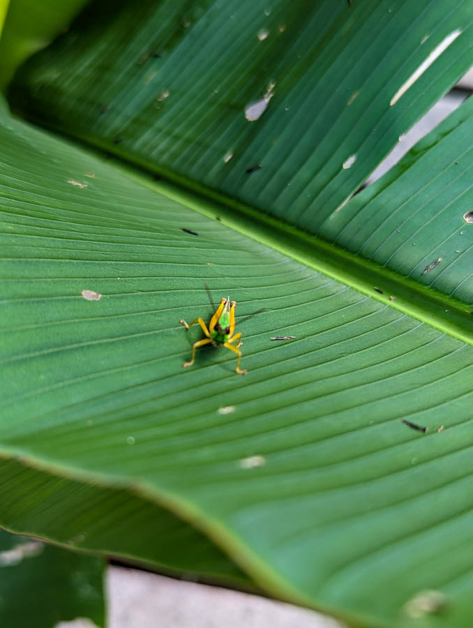Grasshopper