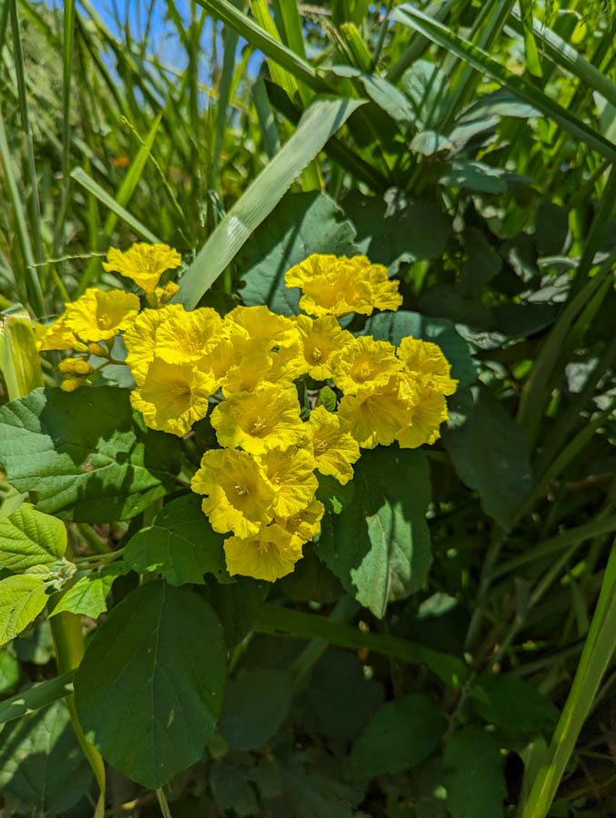 Yellow Trumpetbush (tecoma stans)