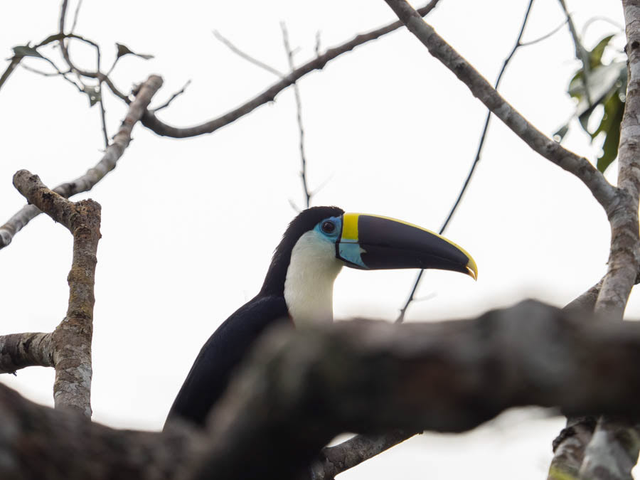 White-Throated Toucan
