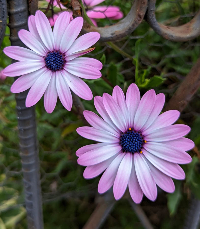 Star of the Veldt (dimorphotheca ecklonis)