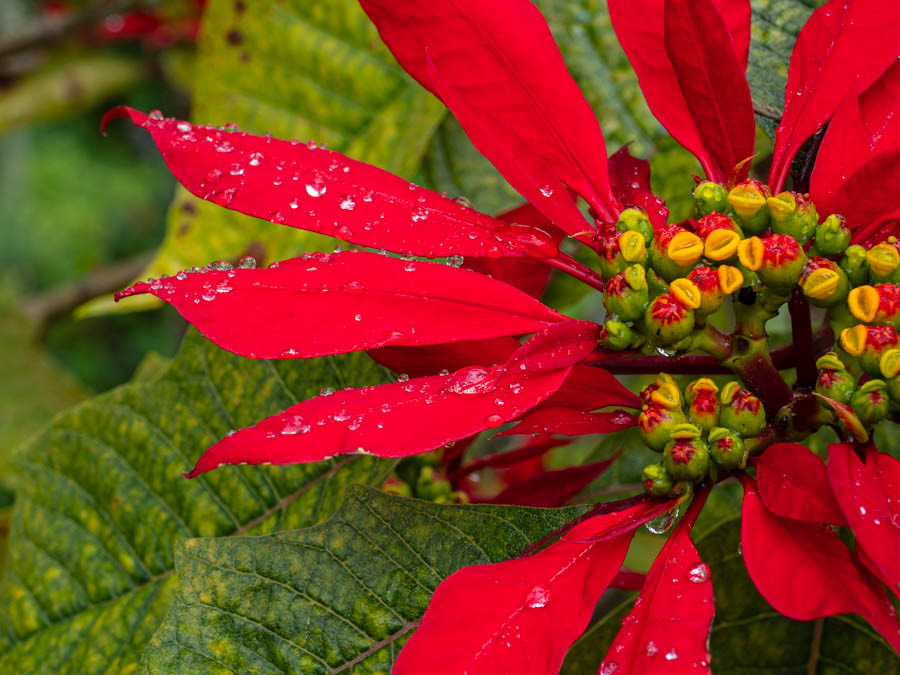Poinsettia