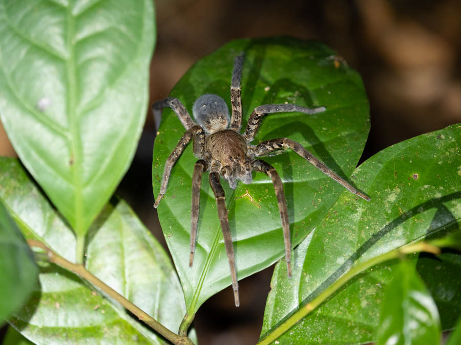 Tropical Wolf Spider