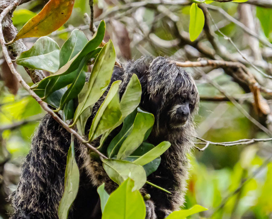 Monk Saki Monkey