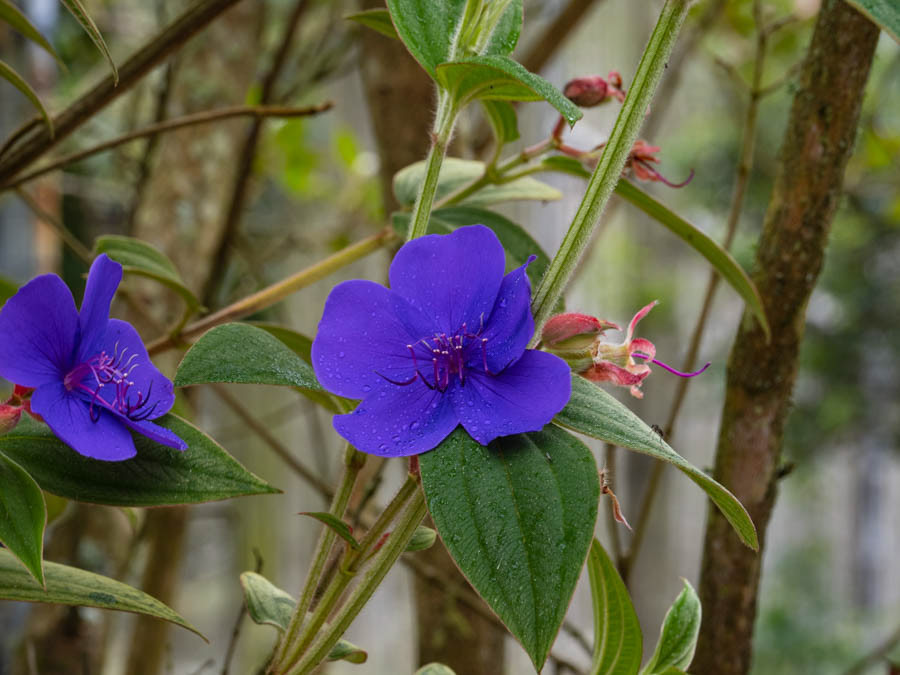 Plantas de Gloria (género pleroma)