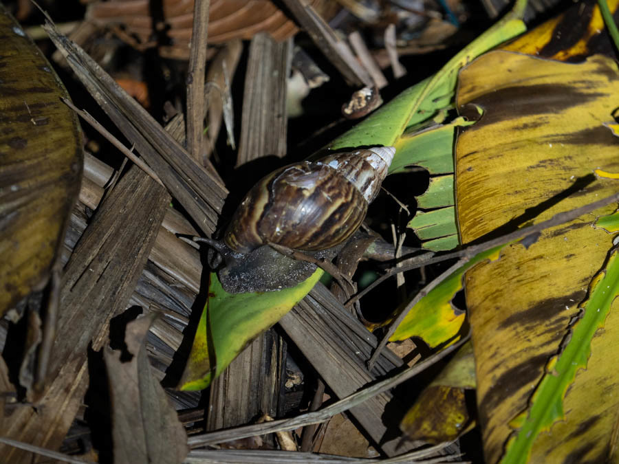 Giant African Land Snail