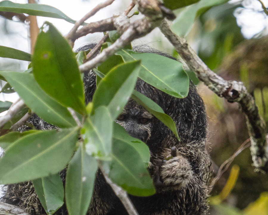 Monk Saki Monkey