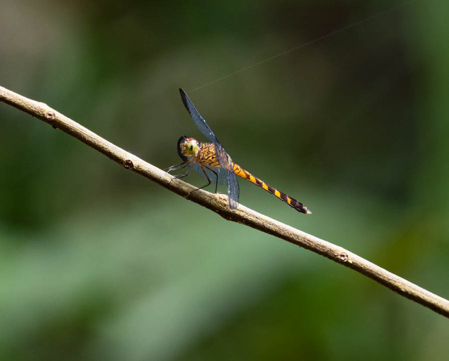 Dragonfly