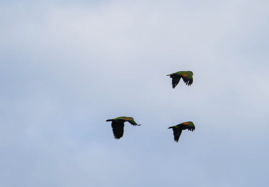 Orange-Winged Parrot
