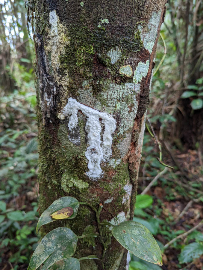 The sap from the cut in this trees bark smelled like menthol.