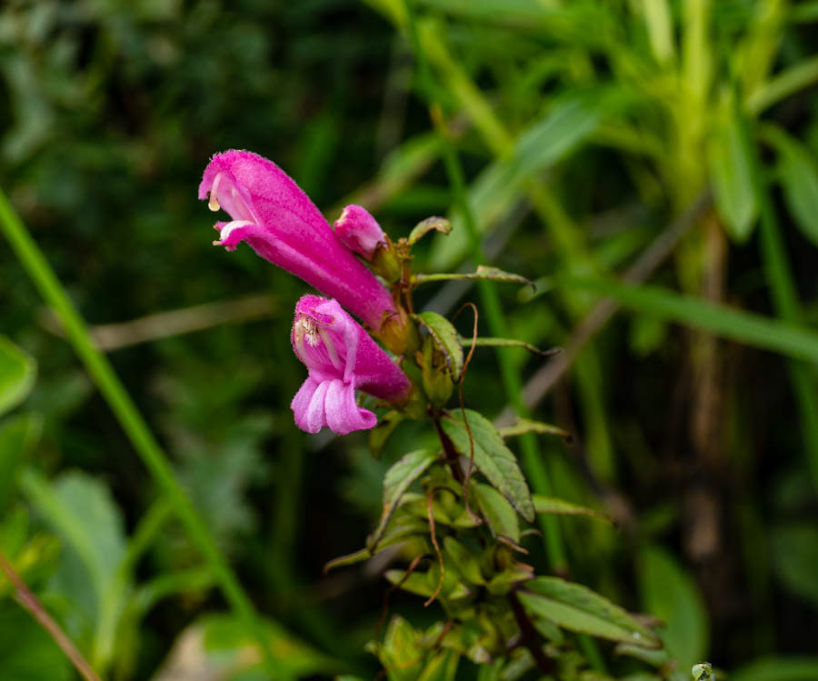 Salvia quitensis