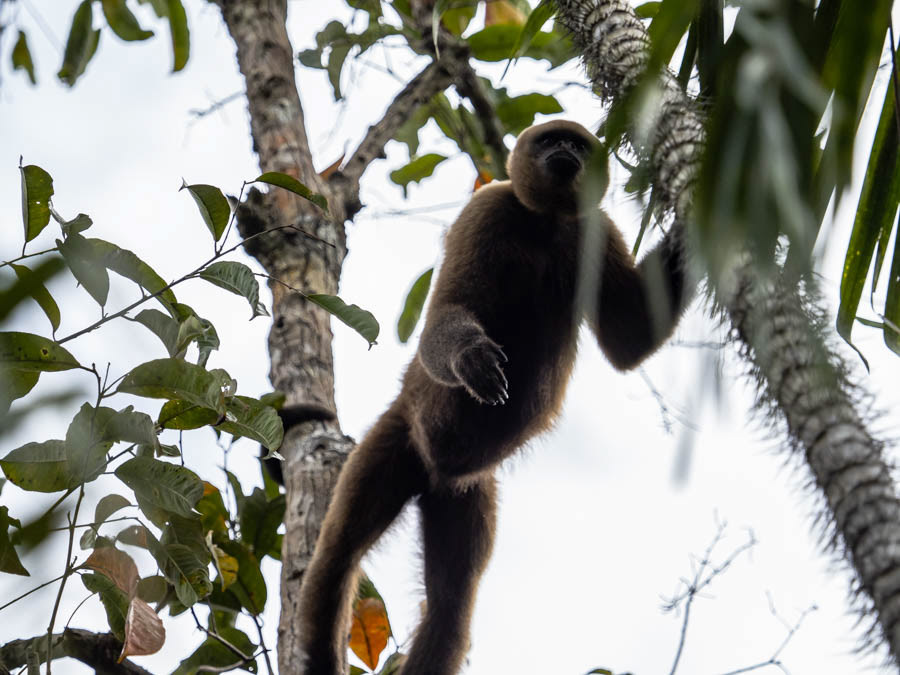 Wooly Monkey
