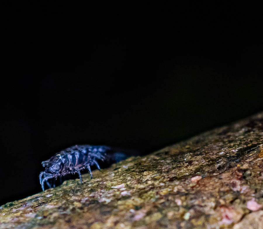 Millipede