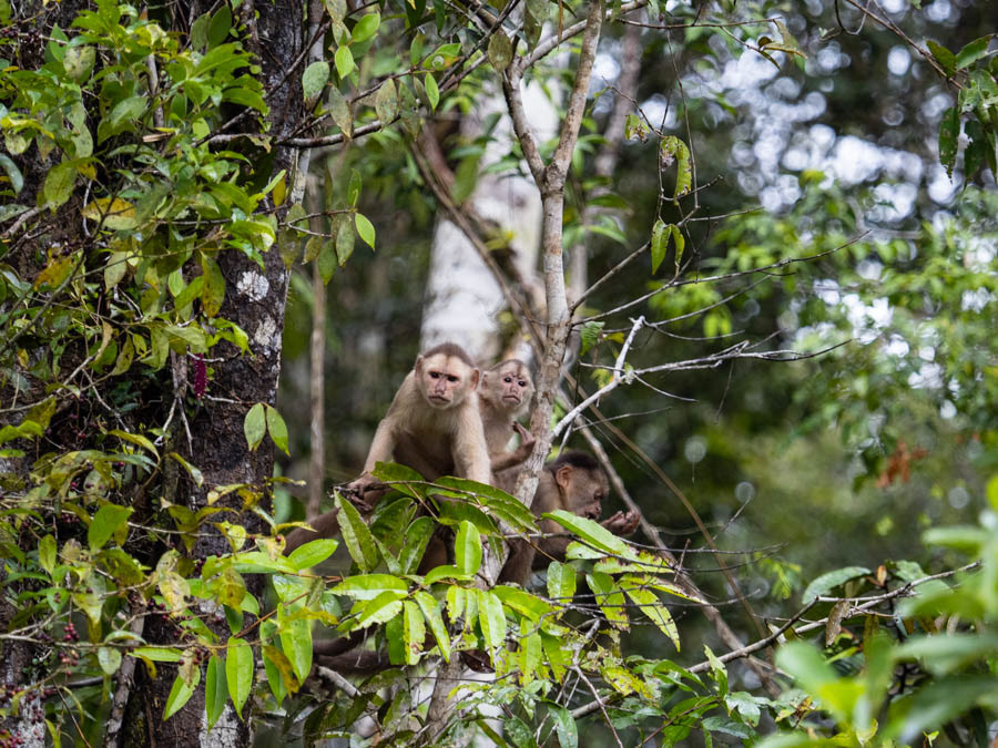 Capuchin Monkey